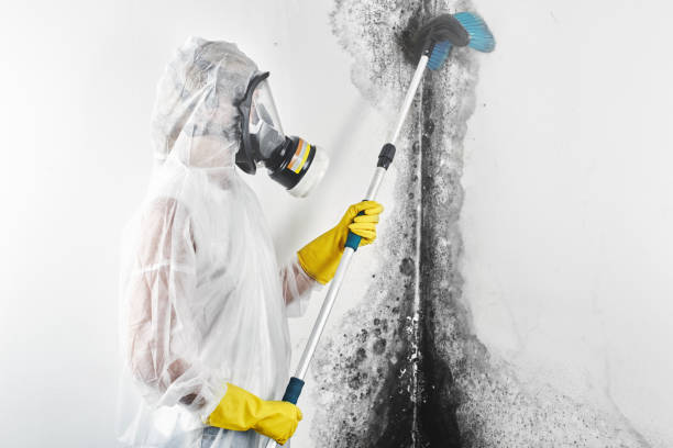 Professional Mold Removal in Cotter, AR